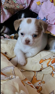 Chihuahua narttupentu (1 valokuva sivusta 2)