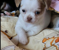 Chihuahua narttupentu