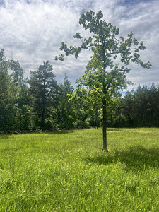 Pallasmaa, Muhu vald, Saaremaa (1 foto / 31)