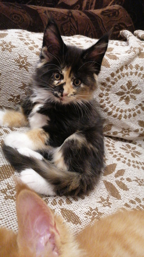 Maine Coon