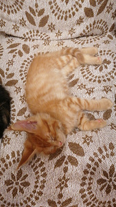 Mein-kun (4 foto / 7)