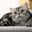 Британские короткошерстные кошки (фото #2)