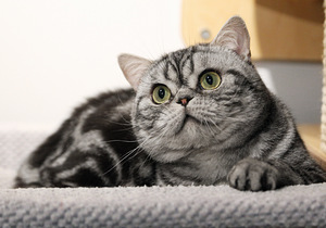 British Shorthair cats (2 foto / 2)