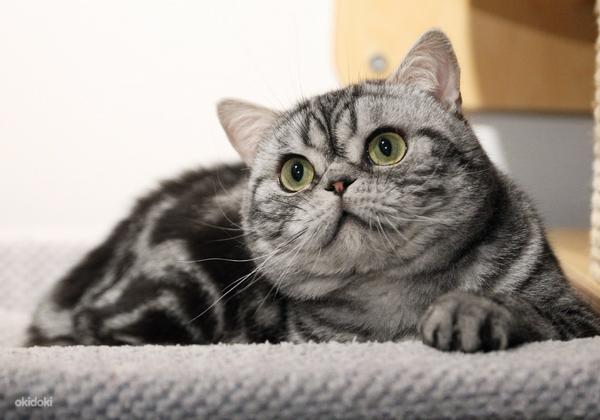 British Shorthair cats (foto #2)