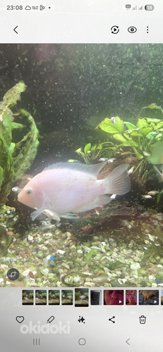 Roosa flamingo tsiklid (Cichlasoma nigrofasciatum var. Flamingo)