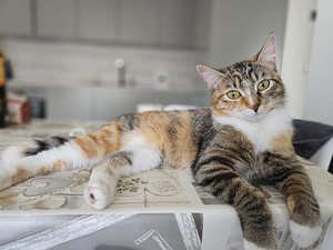 Кошка ищет кота (1 фото из 2)