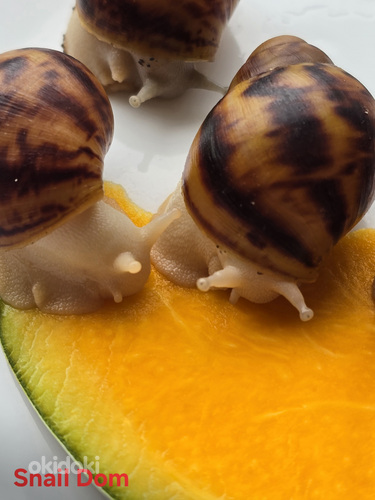 wie gro kann eine monstera werden Monstera deliciosa Bush kaufen