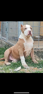 American Bully (4 valokuva sivusta 4)