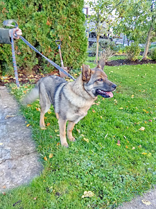 5-kuune kutsikas (1 foto / 2)
