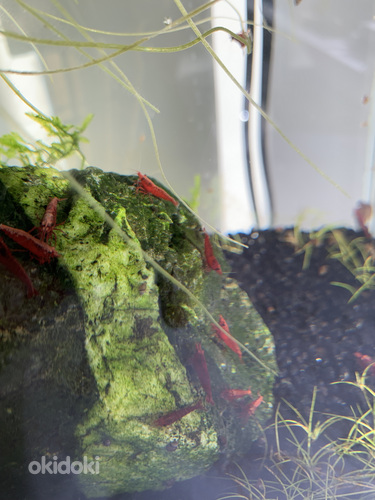 Креветки Neocaridina denticulata Cherry