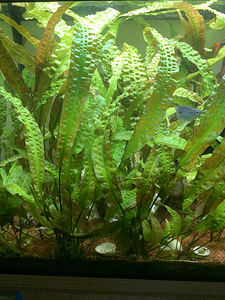 Suur Cryptocoryne usteriana (1 foto / 1)