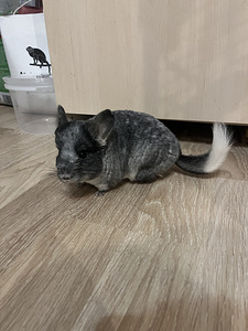 Продам шиншиллу с клеткой (2 фото из 3)