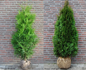 Thuja braban smaragd Туи Смарагд/Брабант