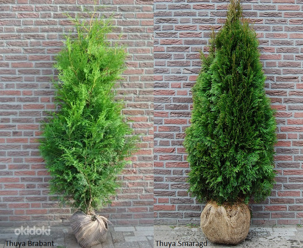 Thuja braban smaragd Туи Смарагд/Брабант
