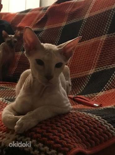 Ориентальнй кот