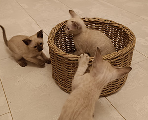 Orientālie kaķi (3 foto no 8)