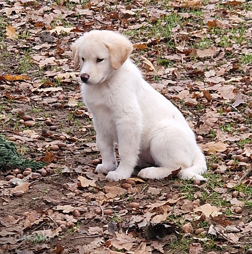 Беспородные щенки