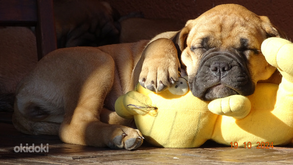 Бульмастифы