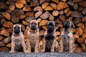 Bulmastiff puppies 3.5 months old
