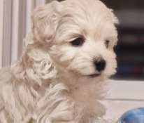 Maltipoo
