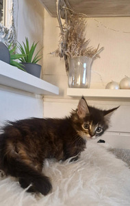 Siperia Mainecoon tyttö