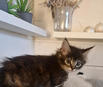 Siperia Mainecoon tyttö