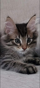 Siperia Mainecoon tyttö