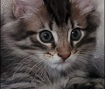 Siperia Mainecoon tyttö