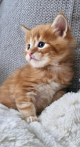 Kotikissan pennut (1 valokuva sivusta 4)