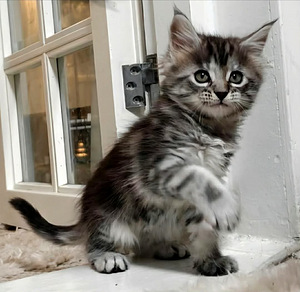 Siperia/Maine Coon mix (2 valokuva sivusta 2)