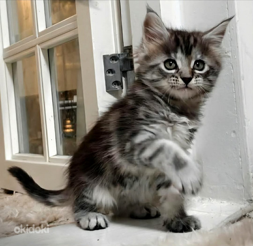 Siperia/Maine Coon mix