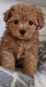 Maltipoo poika (1 valokuva sivusta 1)