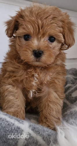 Maltipoo poika
