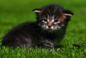 Siperiankissa/Maine Coon mix (4 valokuva sivusta 5)