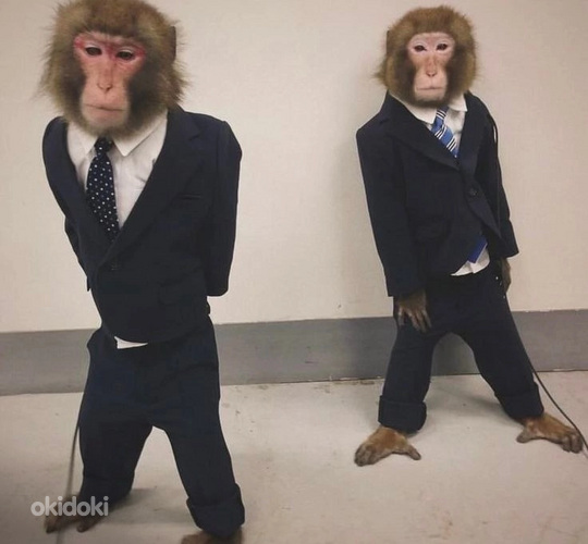 Otsin tööd
