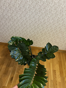 Замиокулькас комнатное растение (3 фото из 5)