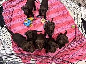 Labradorinnoutaja pennut (5 valokuva sivusta 5)