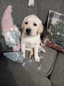 Labradorinnoutaja pennut (3 valokuva sivusta 4)
