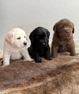 Labradorinnoutaja pentuja (3 valokuva sivusta 3)