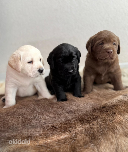 Labradorinnoutaja pentuja (3 sivusta 3)