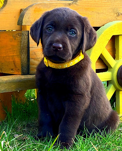 Labradorinnoutaja pentu (2 valokuva sivusta 3)