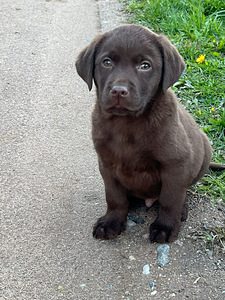 Labradorinnoutaja pentu