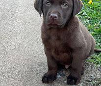 Labradorinnoutaja pentu