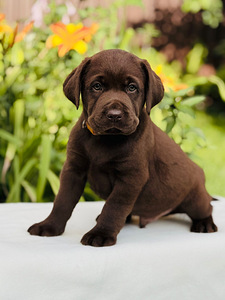 Labradorinnoutaja pennut