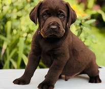Labradorinnoutaja pennut