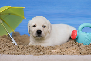 Labradorinnoutaja pennut (5 valokuva sivusta 10)