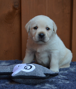 Labradorinnoutaja pennut (4 valokuva sivusta 6)