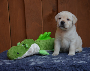 Labradorinnoutaja pennut (5 valokuva sivusta 6)