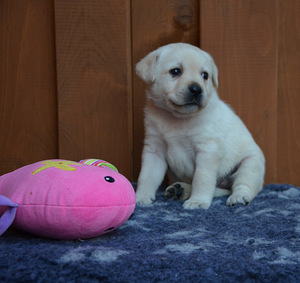Labradorinnoutaja pennut (6 valokuva sivusta 6)