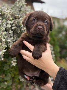 Labradorinnoutaja pennut (3 valokuva sivusta 10)